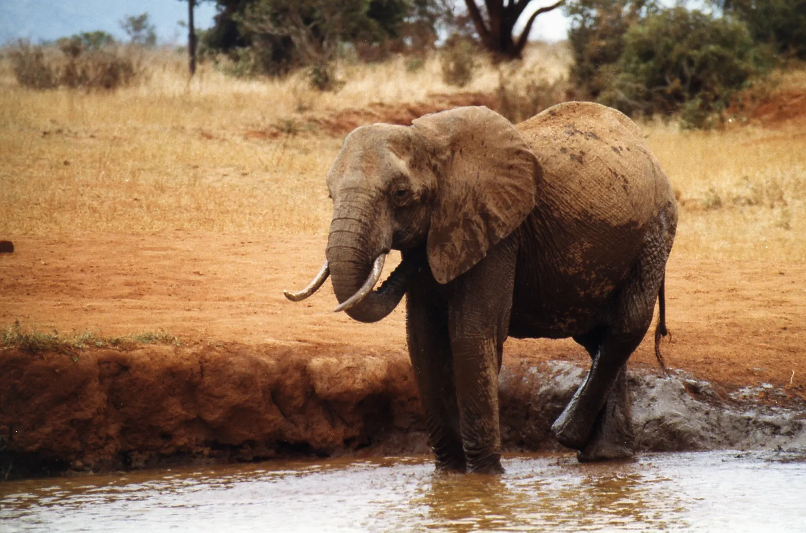 Tsavo, on Film — Kenya