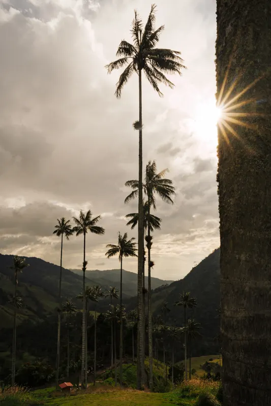 Colombia: Andes to Caribbean — Valle de Cocora, Colombia