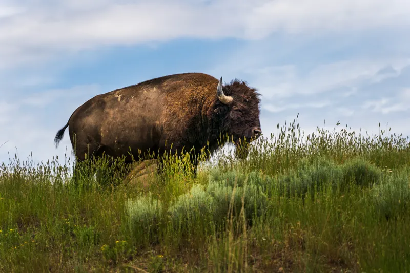 High Country: Glacier to Yellowstone — National Bison Range, Montana, United States