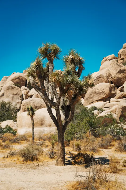 Neon and Redwoods — Joshua Tree National Park, United States