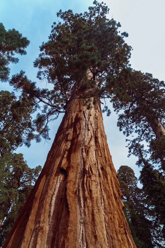 Neon and Redwoods — Sequoia National Park, United States