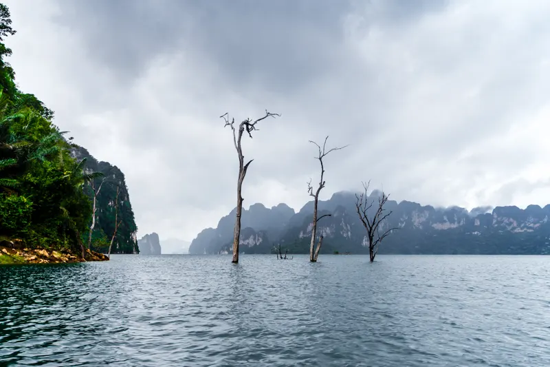 Three trees — Khao Sok, Thailand