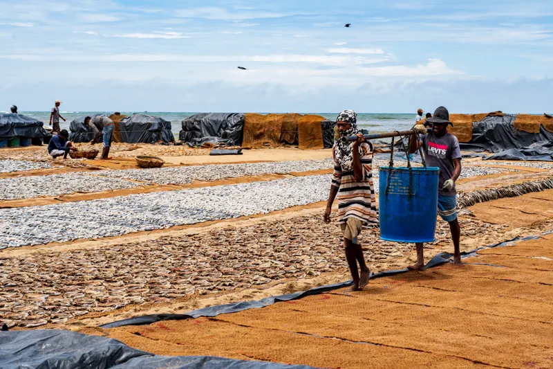 Serendib: Drums, Stupas and Salt Air — Negombo, Sri Lanka