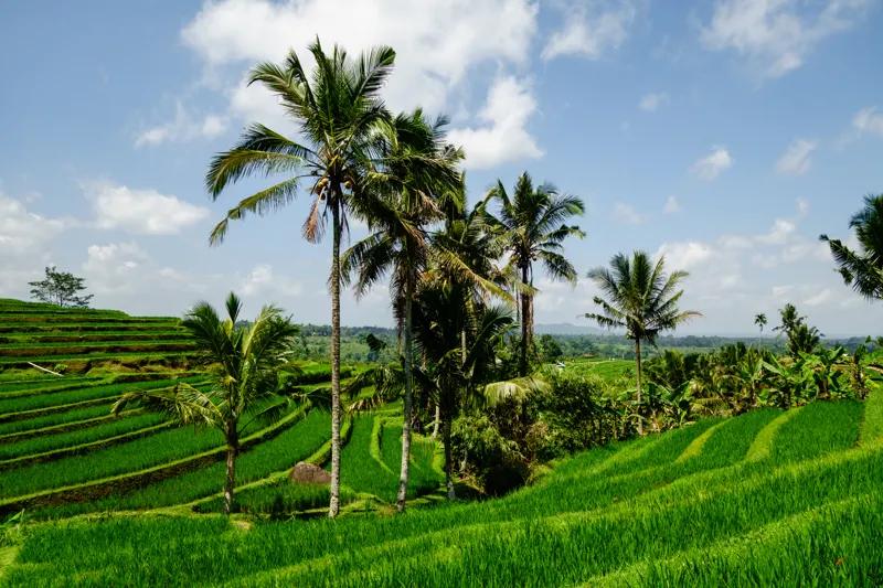 Islands of Fire and Salt — Jatiluwih, Indonesia