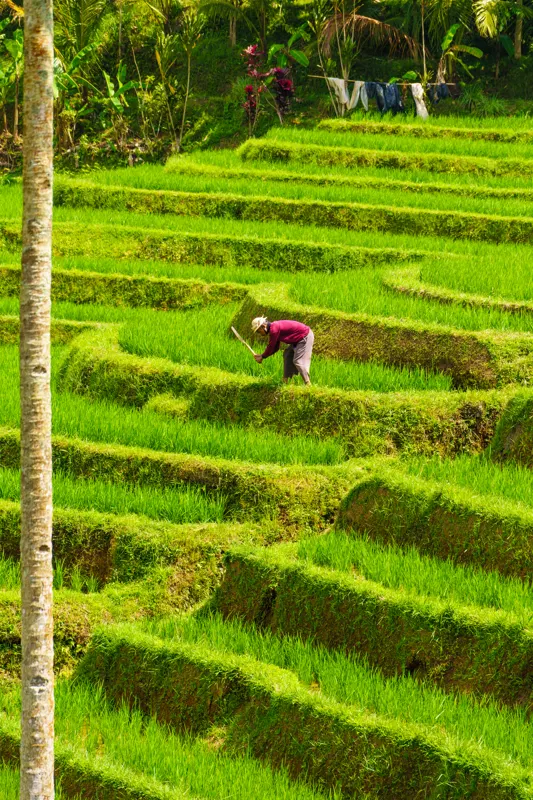 Working the rice paddies — Jatiluwih, Indonesia