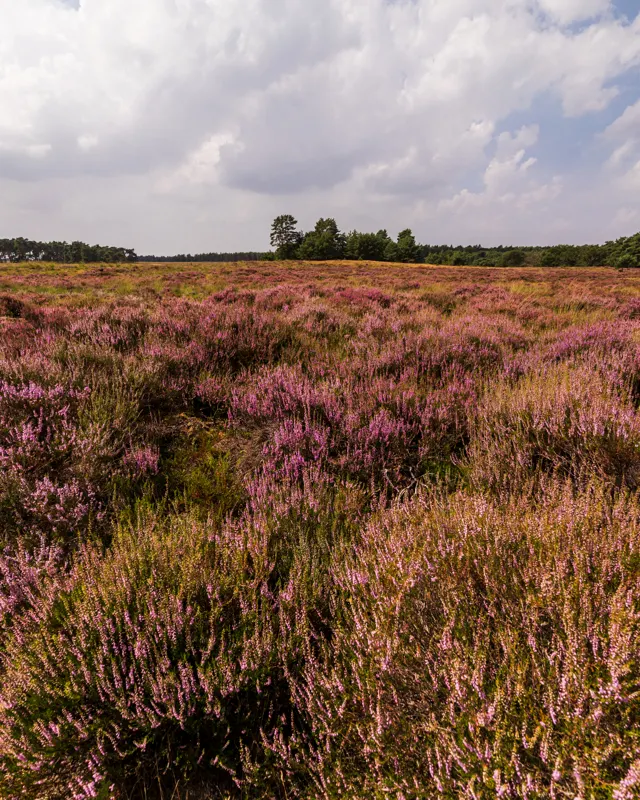 Late Summer Lowlands — Netherlands