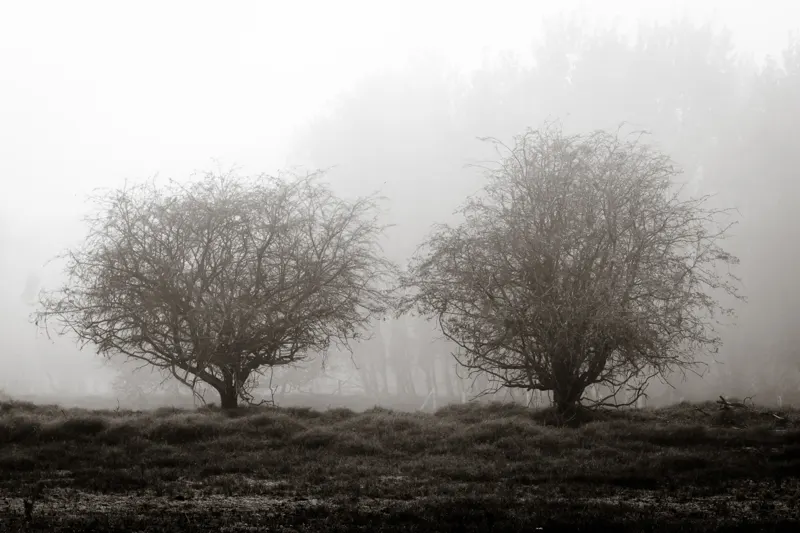 Two trees — Noordwijk, Netherlands