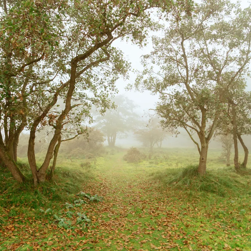 Endless autumn forest — Noordwijk, Netherlands