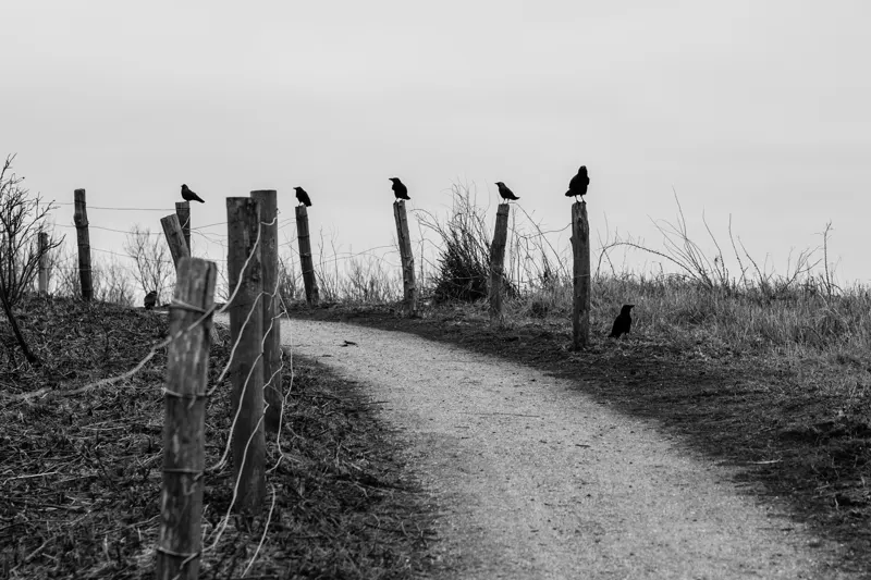 crows meeting — Kijkduin, Netherlands