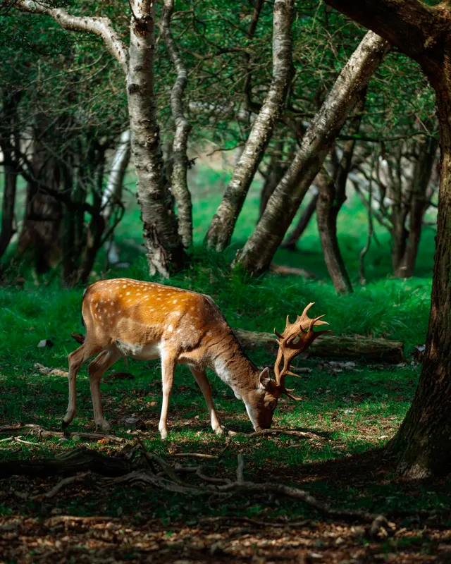 The Low Lands — Amsterdamse Waterleidingduinen, Netherlands