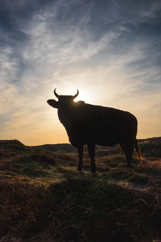 The Low Lands — Netherlands