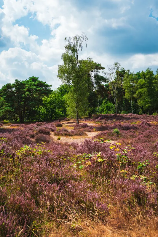 The Low Lands — Veluwe, Netherlands