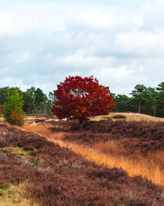 The Low Lands — Veluwe, Netherlands