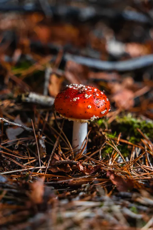 The Low Lands — Veluwe, Netherlands