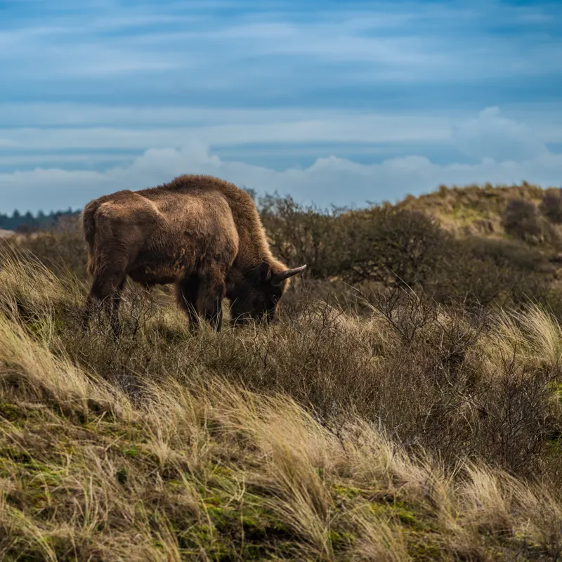 The Low Lands — Netherlands