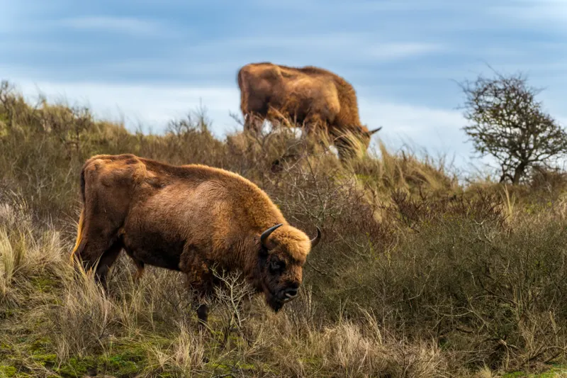 The Low Lands — Netherlands