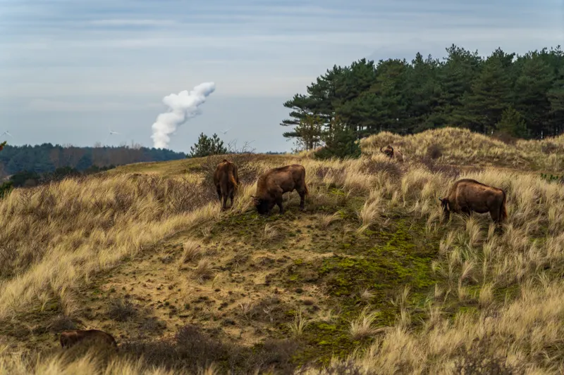 The Low Lands — Netherlands