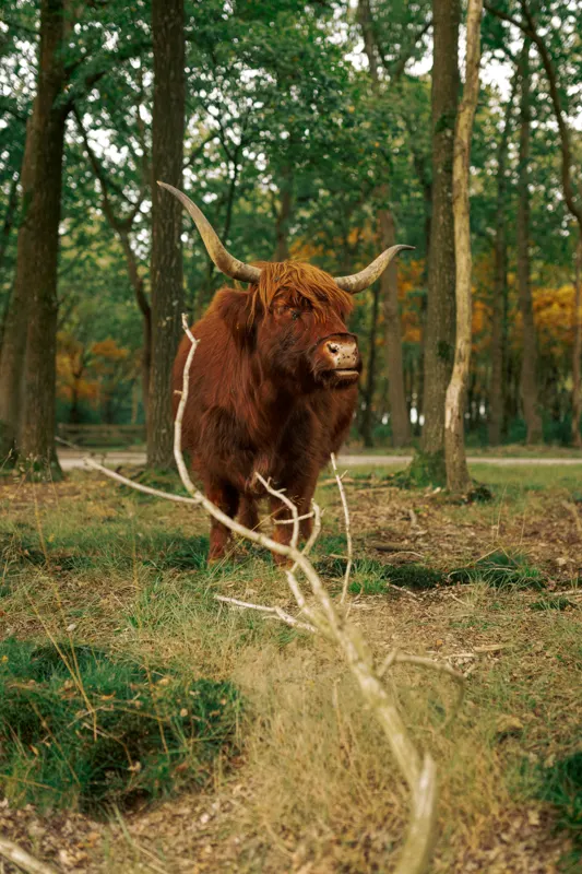 The Low Lands — Netherlands