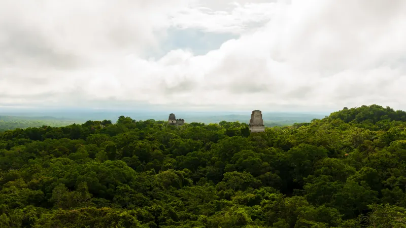 Jungle Tikal — Tikal, Guatemala