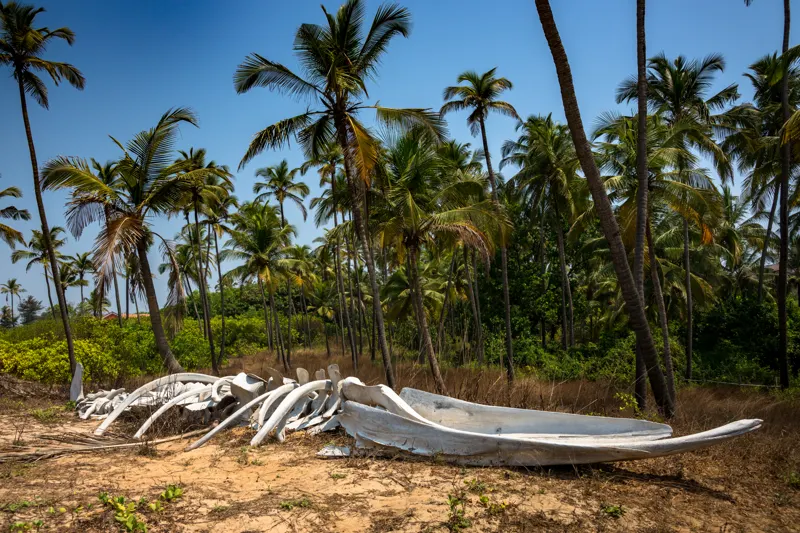 jurrassic park? — Goa, India