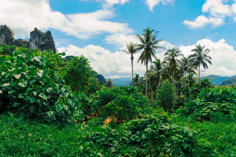 Kingdom of Gold and Green — Khao Sok, Thailand