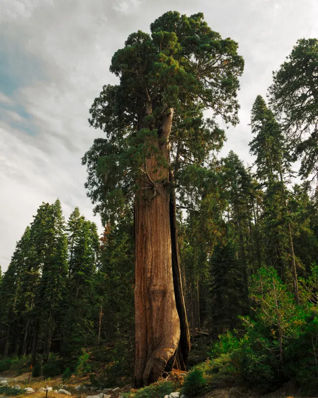 Neon and Redwoods — Sequoia National Park, United States