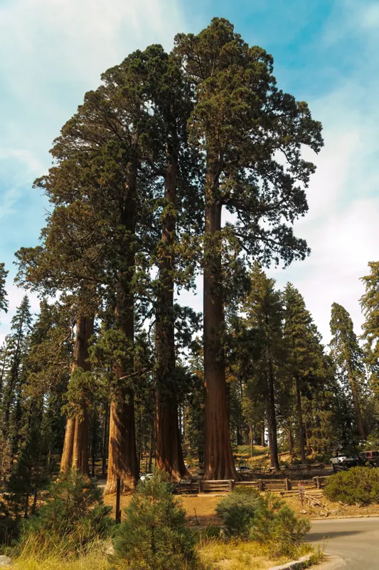 Neon and Redwoods — Sequoia National Park, United States