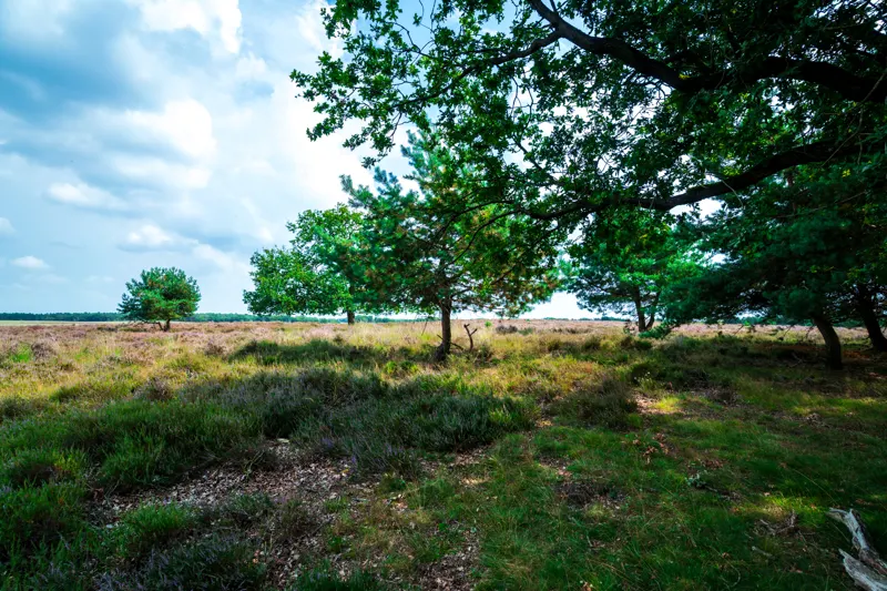 Late Summer Lowlands — Netherlands