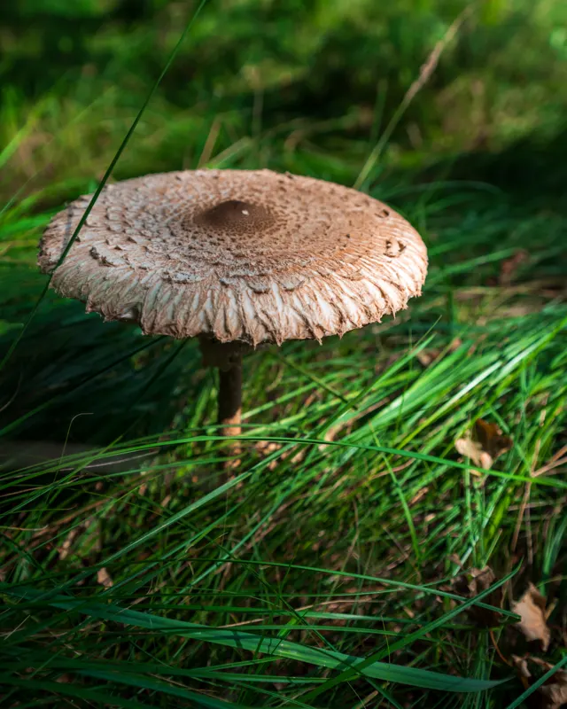 The Low Lands — Amsterdamse Waterleidingduinen, Netherlands