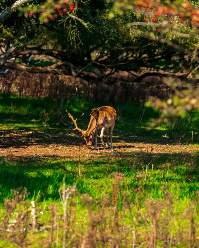 The Low Lands — Amsterdamse Waterleidingduinen, Netherlands