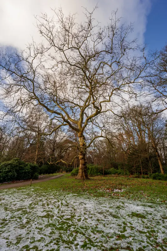 The Low Lands — The Hague, Netherlands