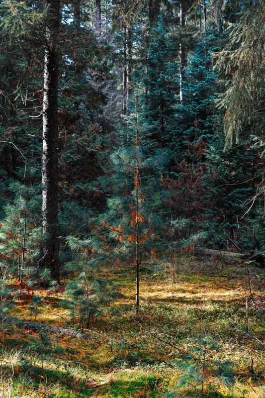 The Low Lands — Veluwe, Netherlands