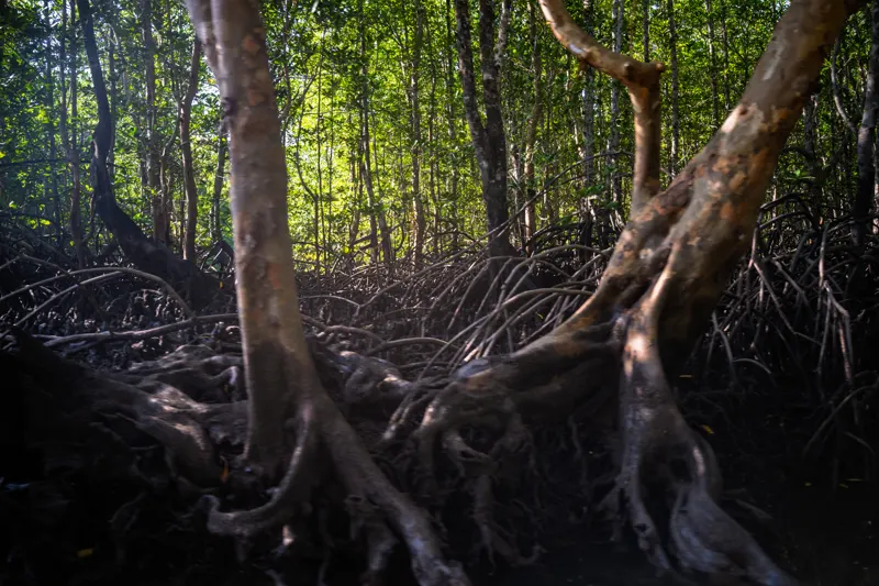 Andaman Dreamtime — Phang Nga Bay, Thailand
