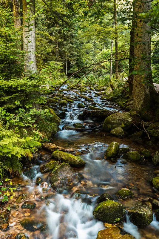 Rhine to the Black Forest — Black Forest, Germany