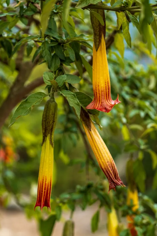Yerba del diablo — Bogota