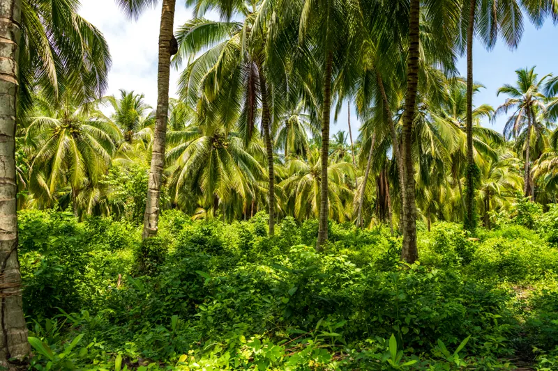 Tayrona NP — Tayrona