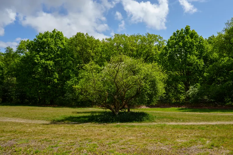 Late Summer Lowlands — Netherlands