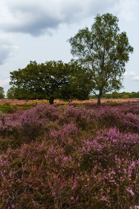 Late Summer Lowlands — Netherlands