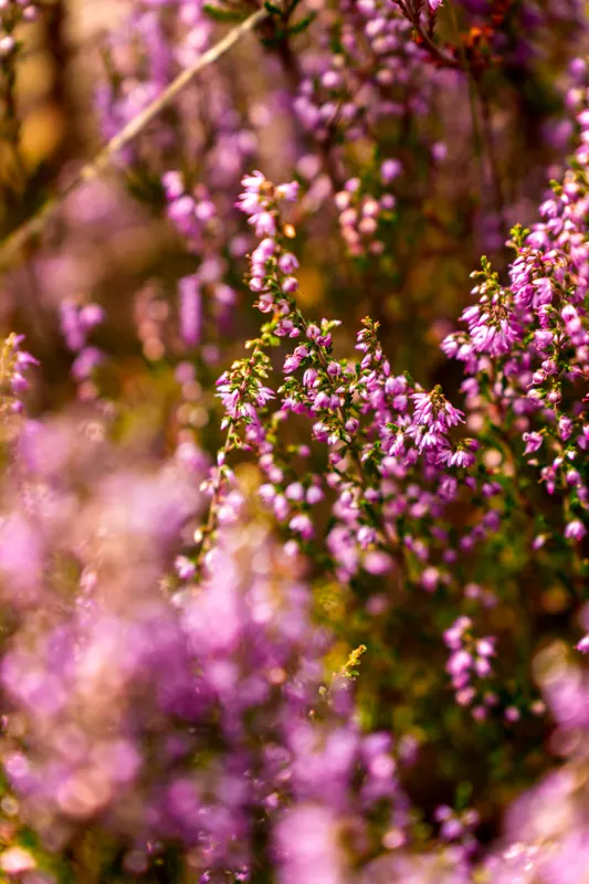 Late Summer Lowlands — Netherlands