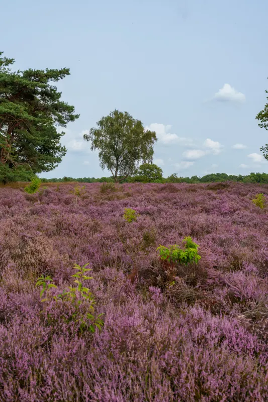 Late Summer Lowlands — Netherlands