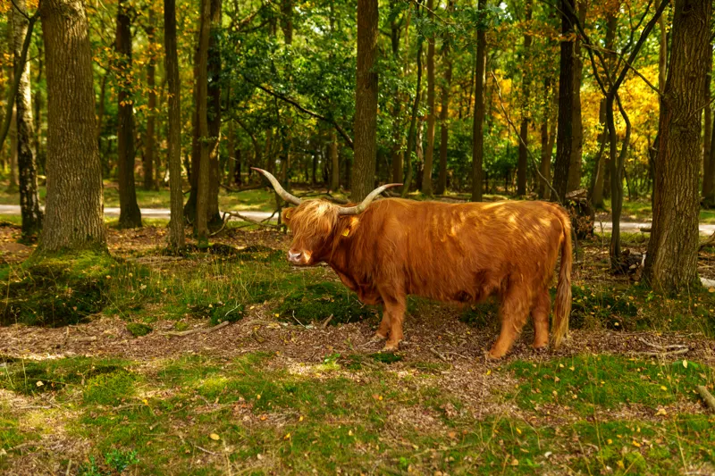 Late Summer Lowlands — Netherlands