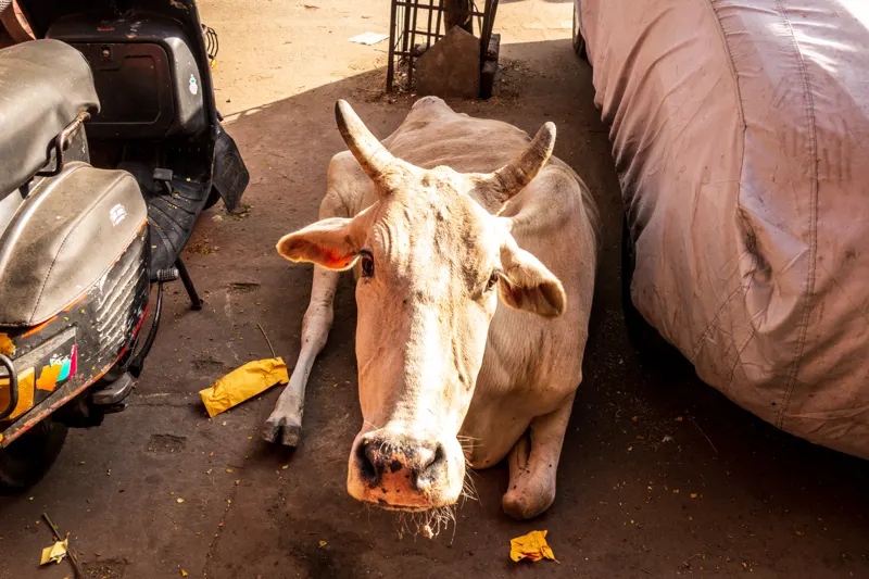 Golden Triangle to the Ganges — India