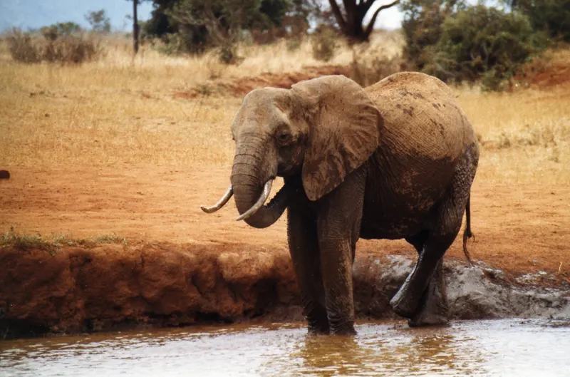 Tsavo, on Film — Kenya