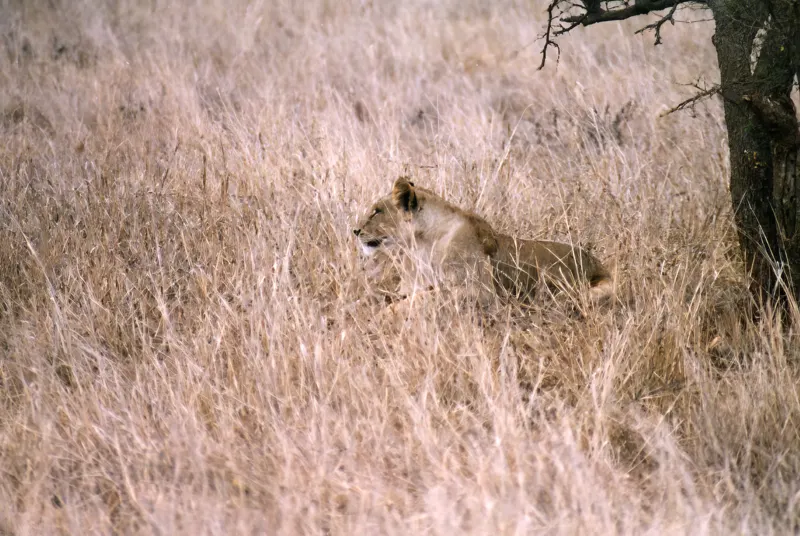 Tsavo, on Film — Kenya