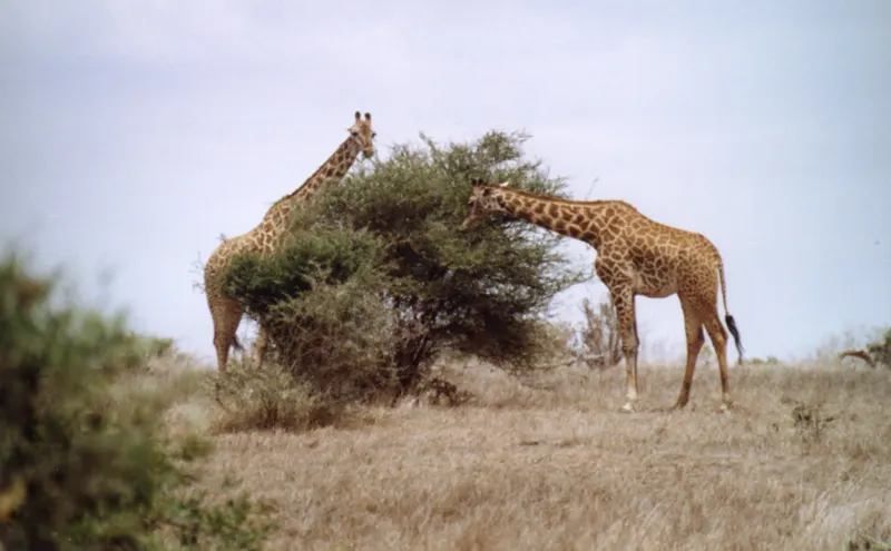 Tsavo, on Film — Kenya