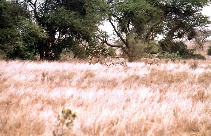 Tsavo, on Film — Kenya