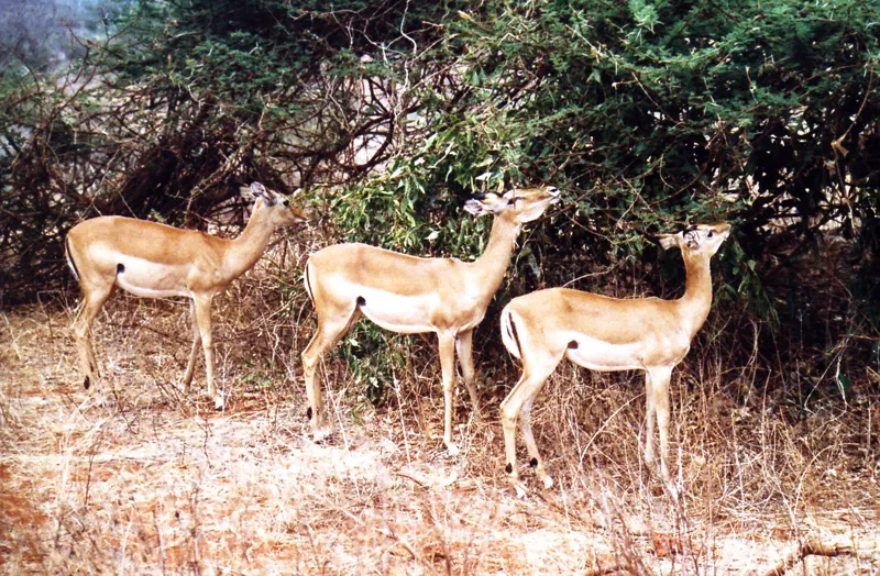Tsavo, on Film — Kenya