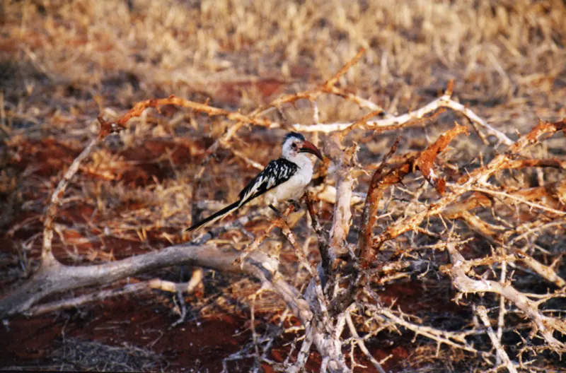 Tsavo, on Film — Kenya