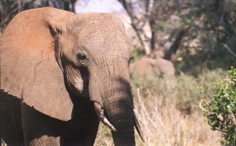 Tsavo, on Film — Kenya
