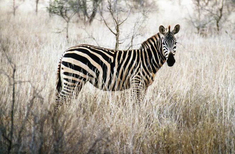 Tsavo, on Film — Kenya